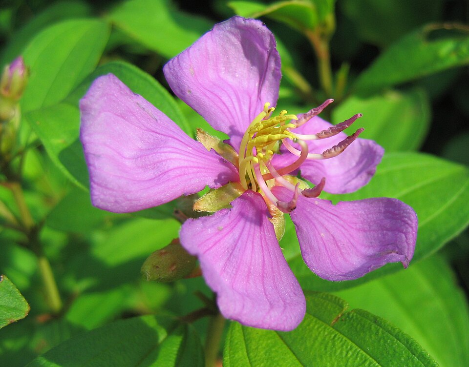 Malabar Melastome