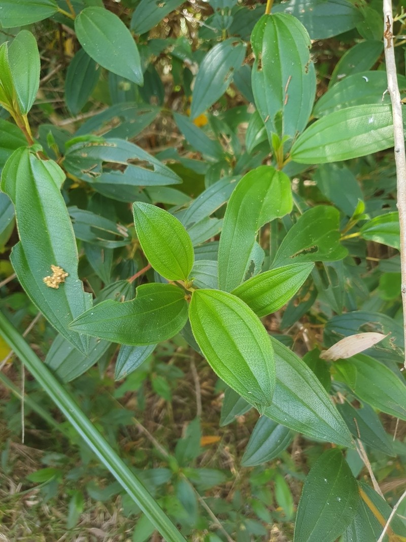 Malabar Melastome photo 2