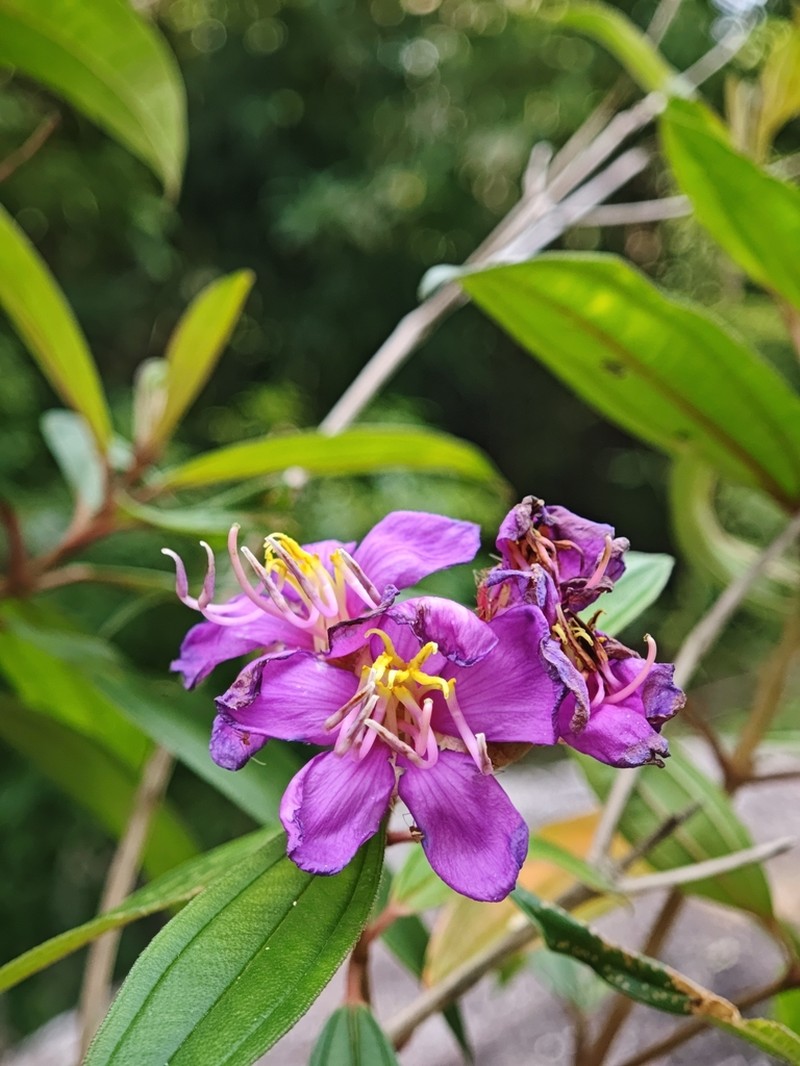 Malabar Melastome photo 3