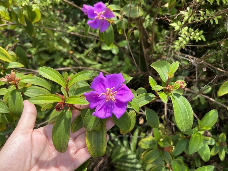Malabar Melastome photo 4