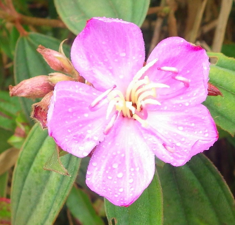Malabar Melastome photo 5