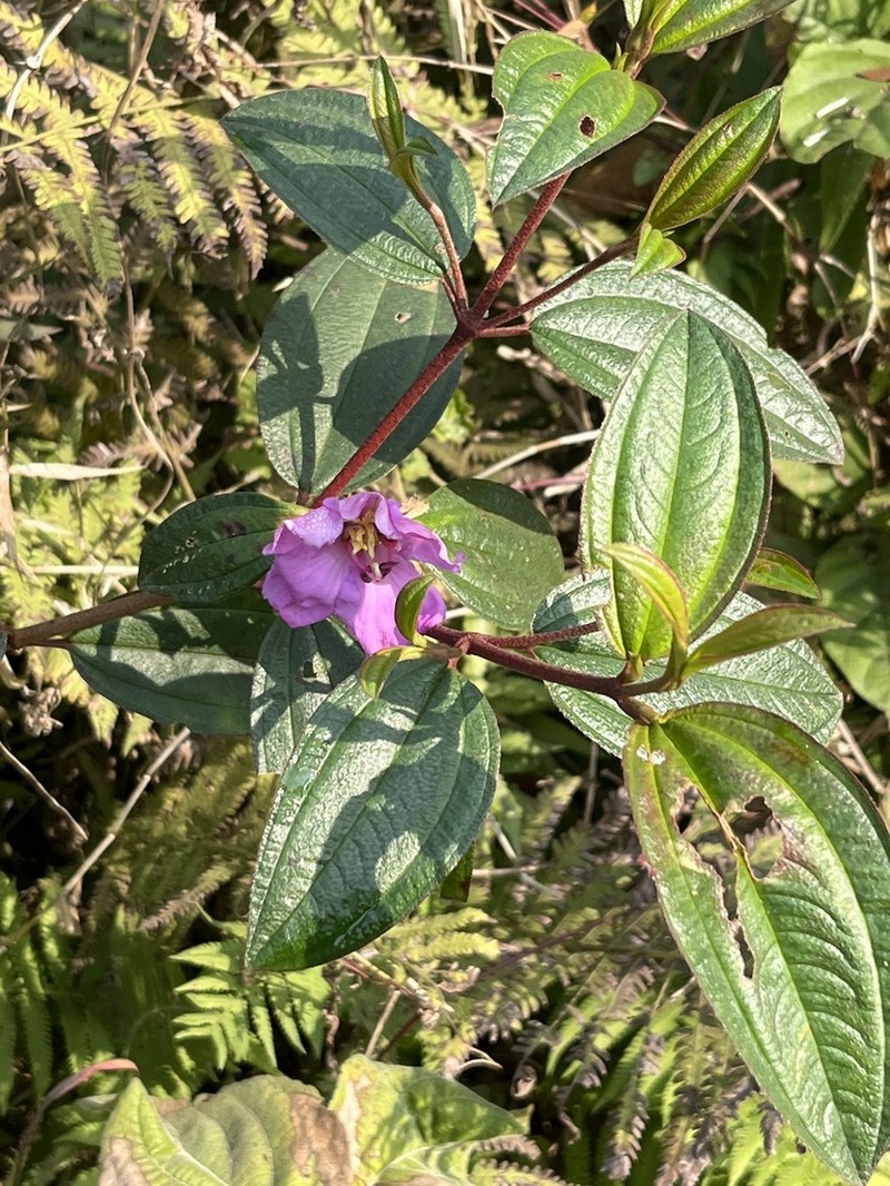 Malabar Melastome photo 6