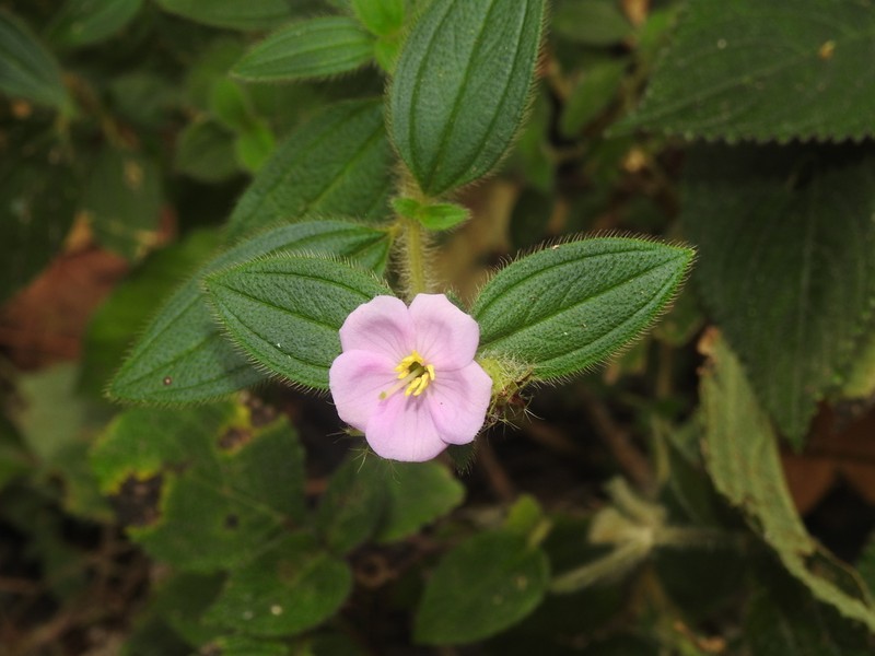 Malabar Melastome photo 7