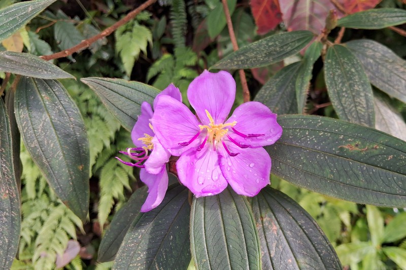 Melastoma malabathricum subsp. normale photo 2