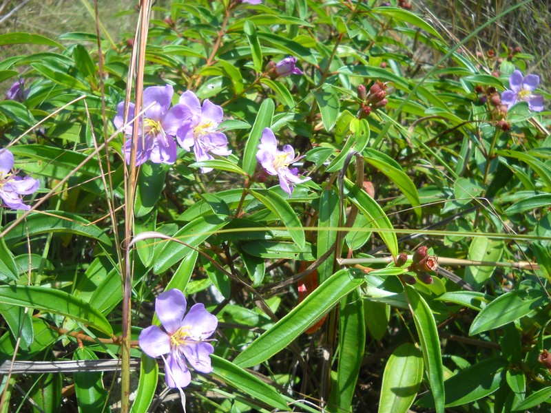 Melastoma malabathricum subsp. normale