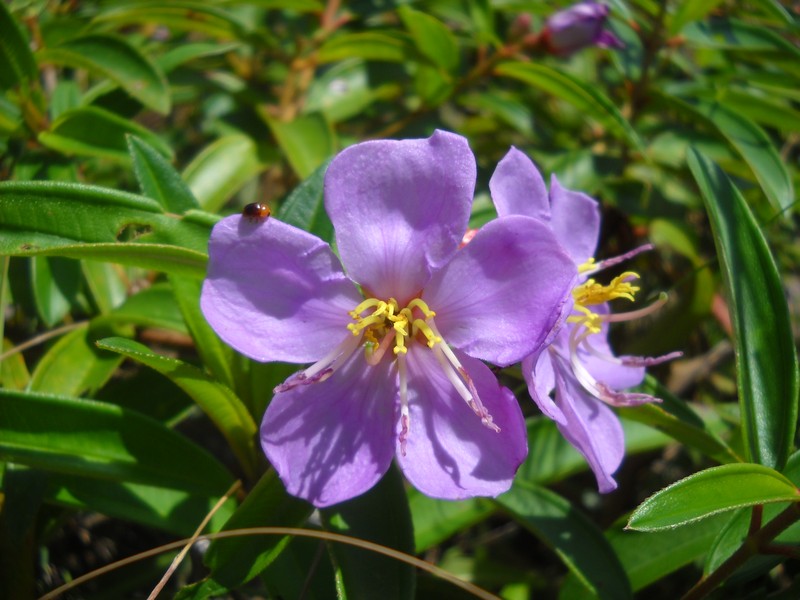 Melastoma malabathricum subsp. normale photo 3