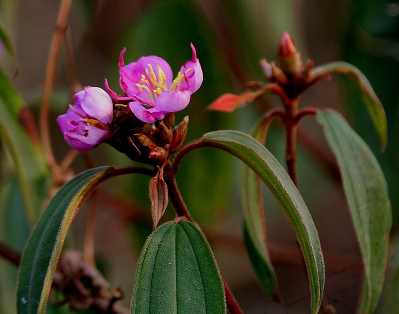 Melastoma malabathricum subsp. normale photo 4