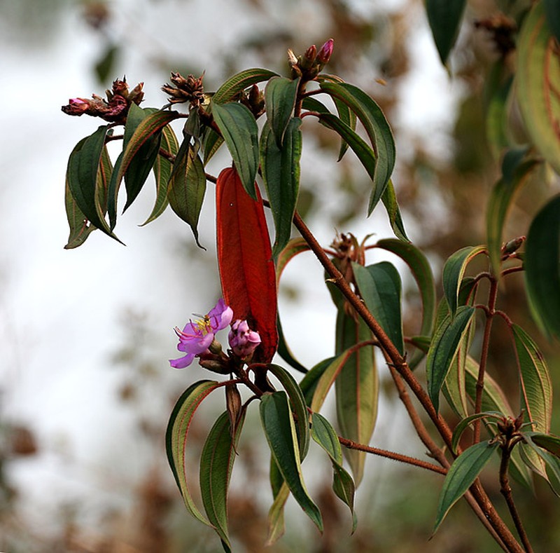Melastoma malabathricum subsp. normale photo 5
