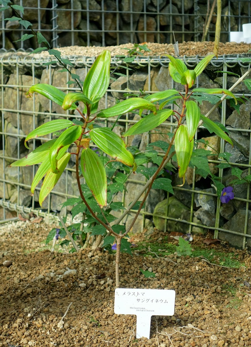 Red Melastome photo 4
