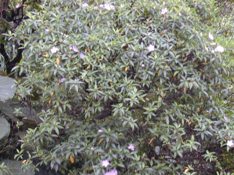 Red Melastome photo 5