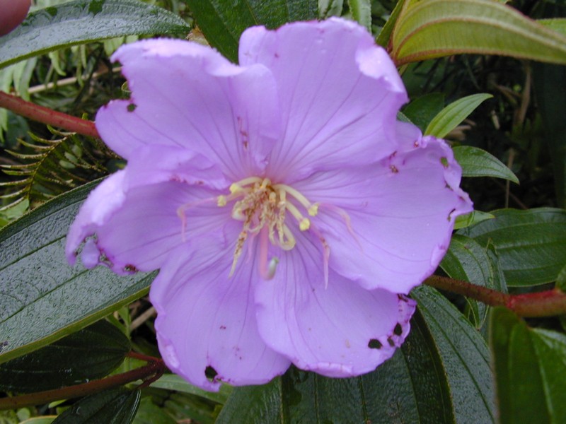 Red Melastome photo 6
