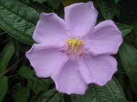 Red Melastome