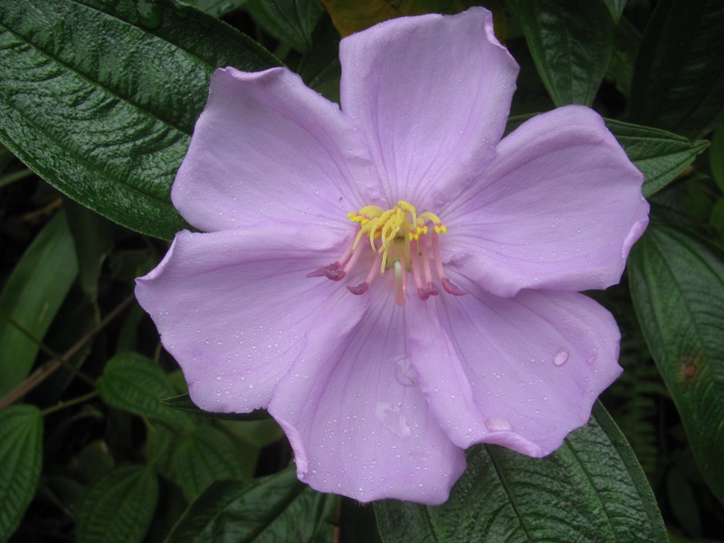 Red Melastome