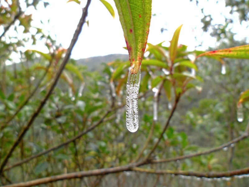 Red Melastome photo 2