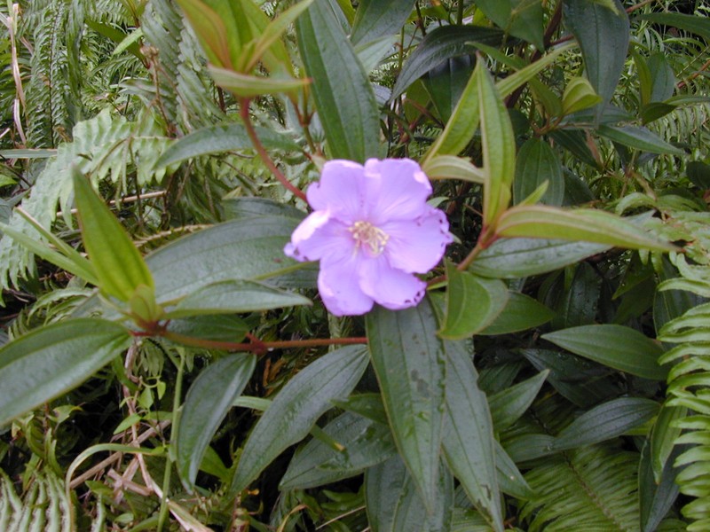 Red Melastome photo 3