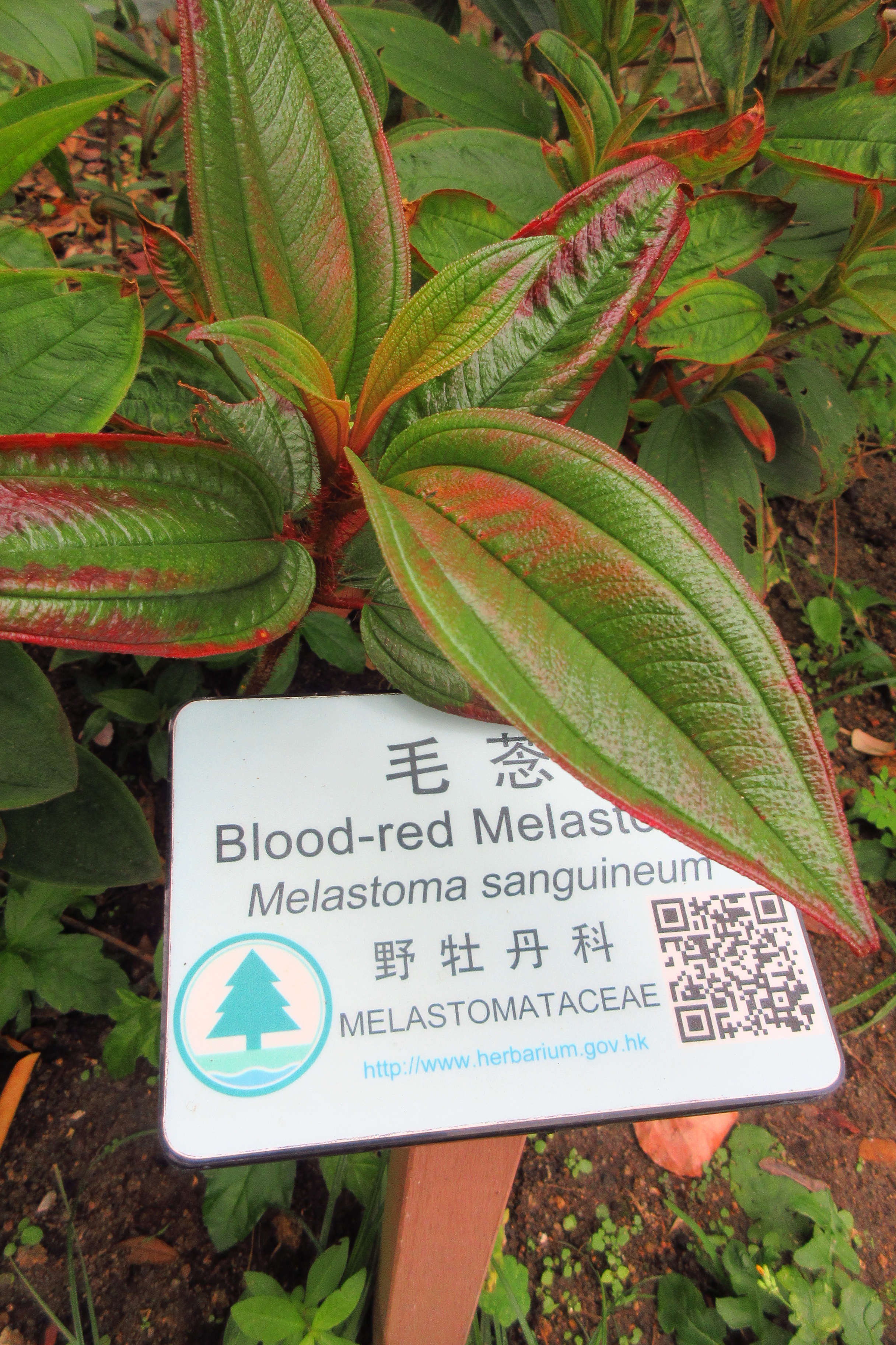Red Melastome photo 7