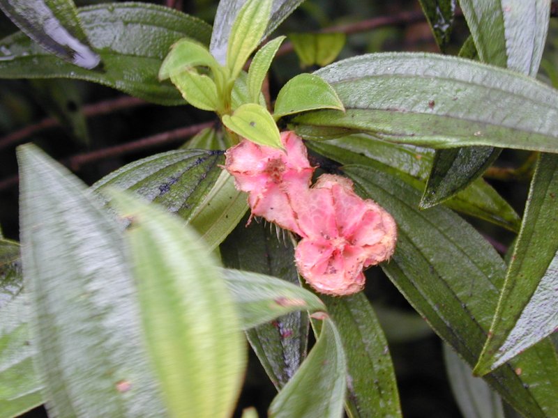 Red Melastome photo 8