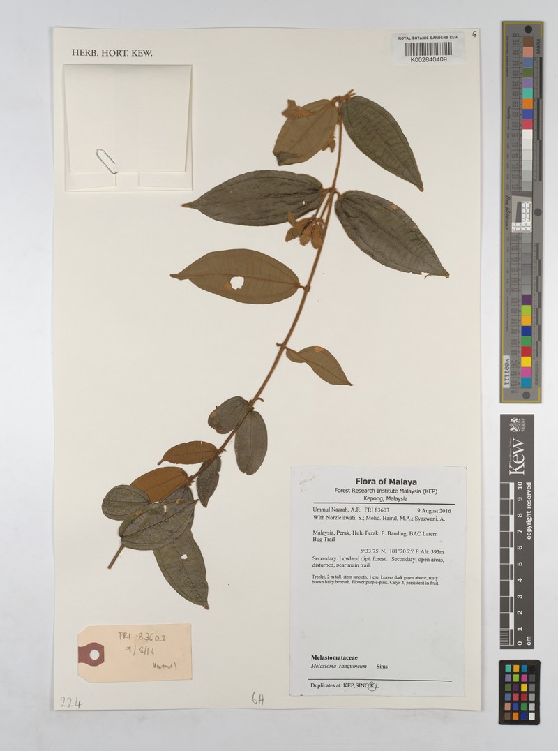 Melastoma sanguineum var. sanguineum