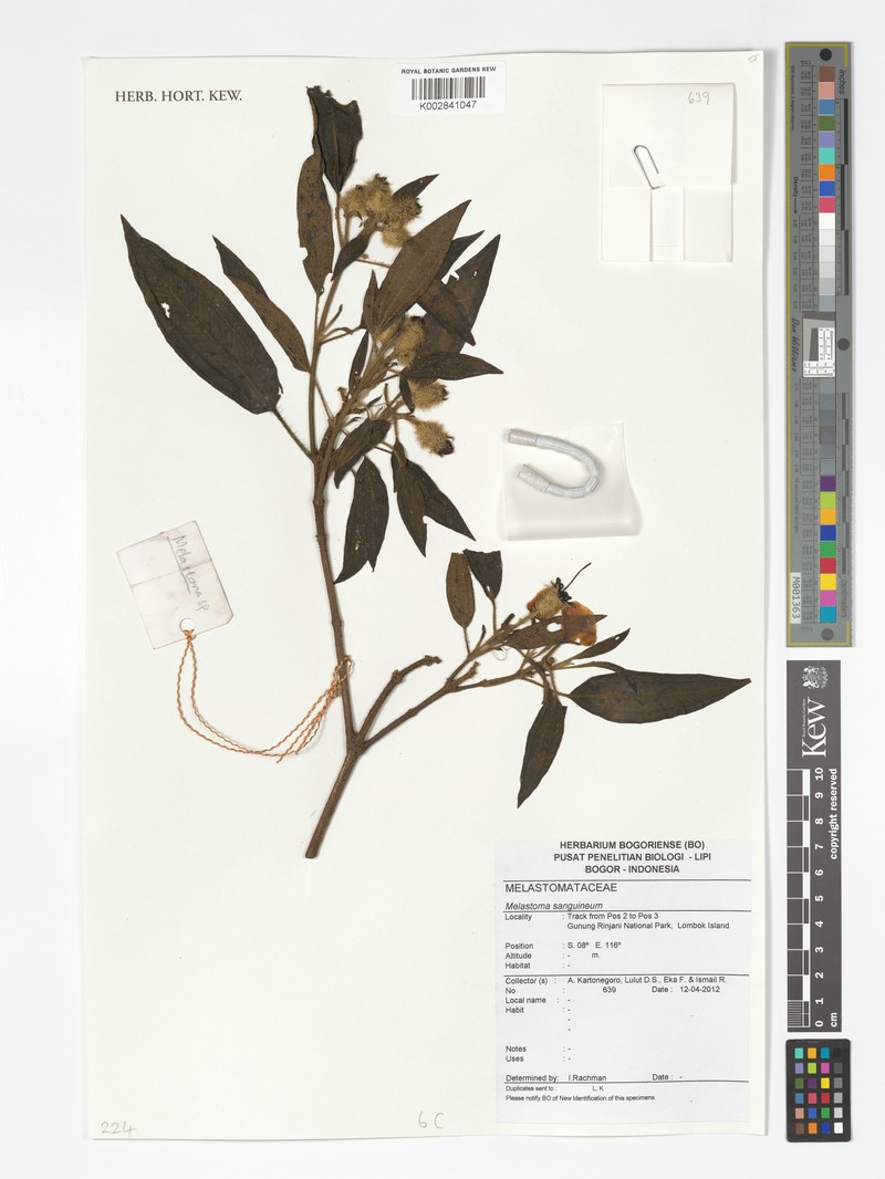 Melastoma sanguineum var. sanguineum photo 2