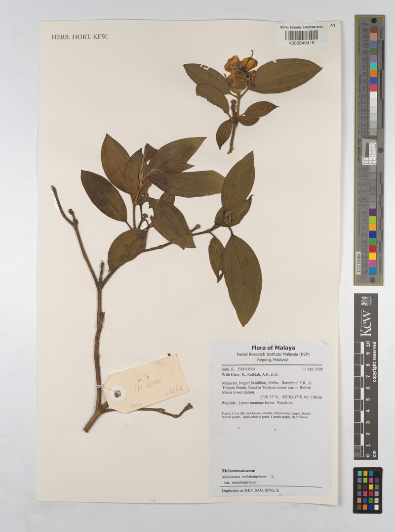 Melastoma sanguineum var. sanguineum photo 3