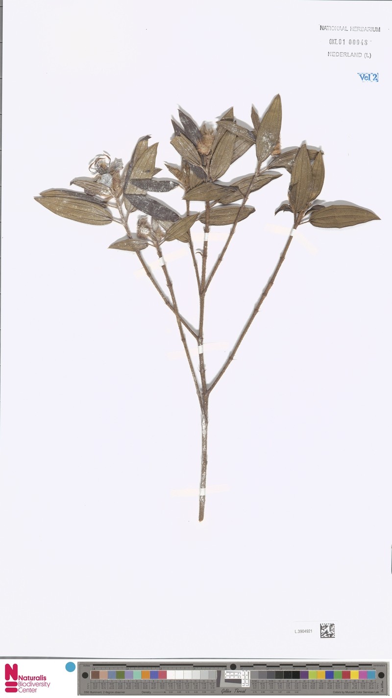 Melastoma sanguineum var. sanguineum photo 4
