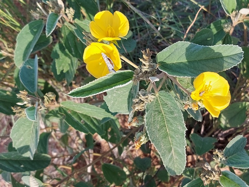 Melhania acuminata var. acuminata