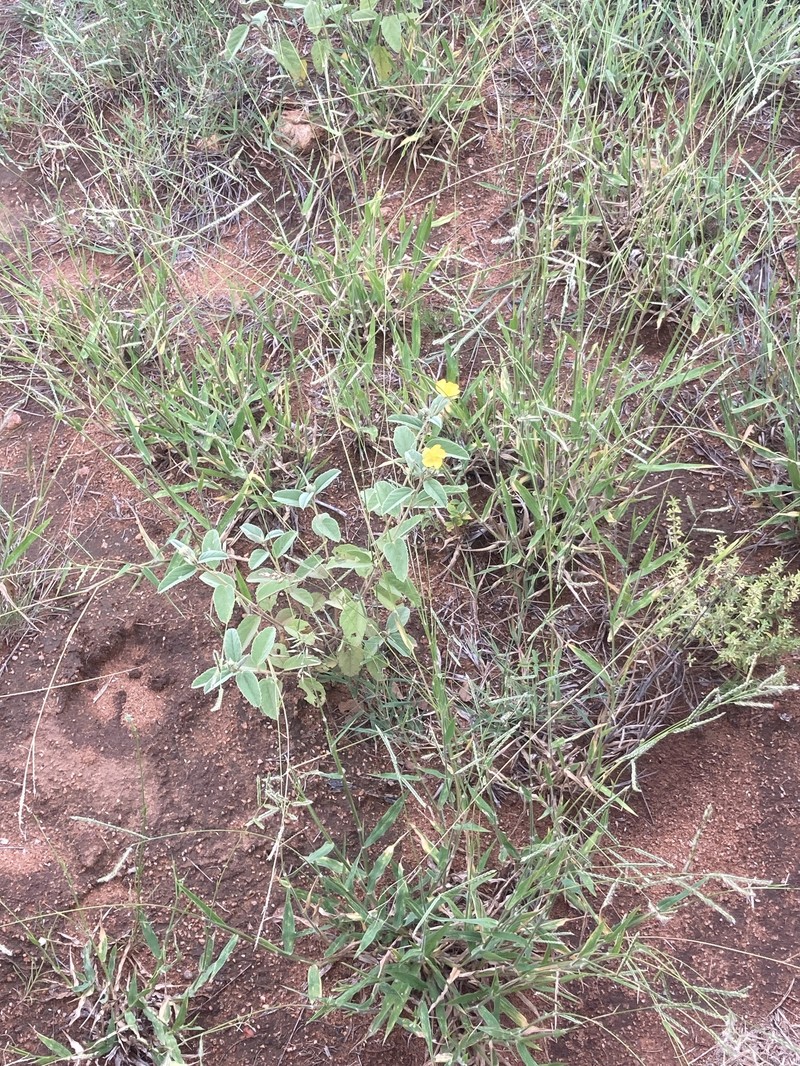 Melhania acuminata var. acuminata photo 2