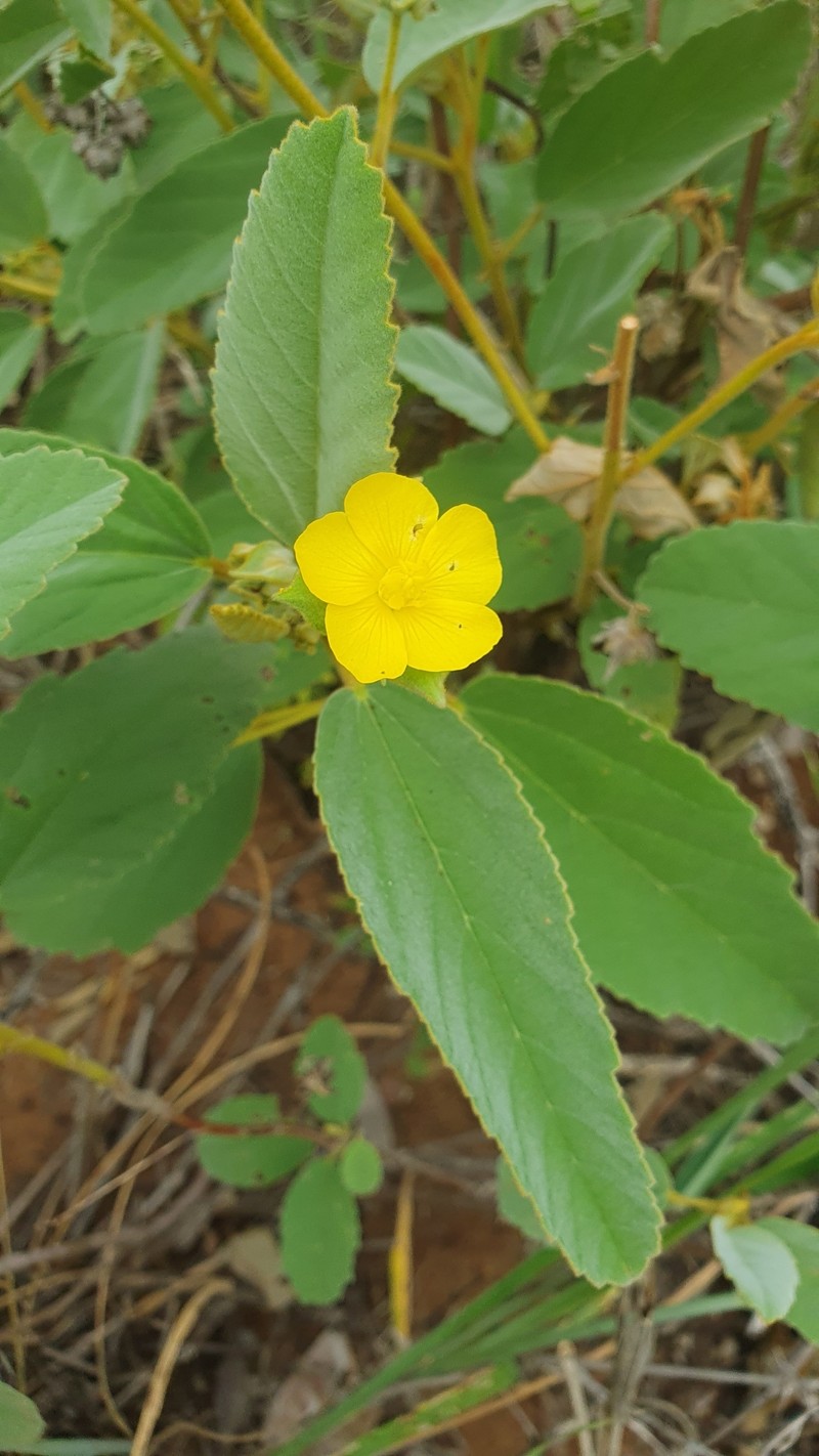 Melhania acuminata var. acuminata photo 3