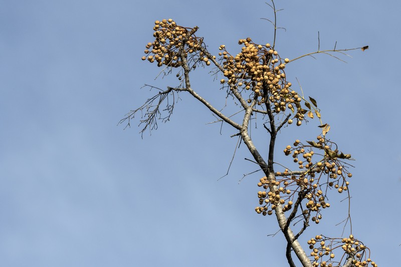 Chinaberrytree photo 2