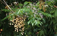 Chinaberrytree