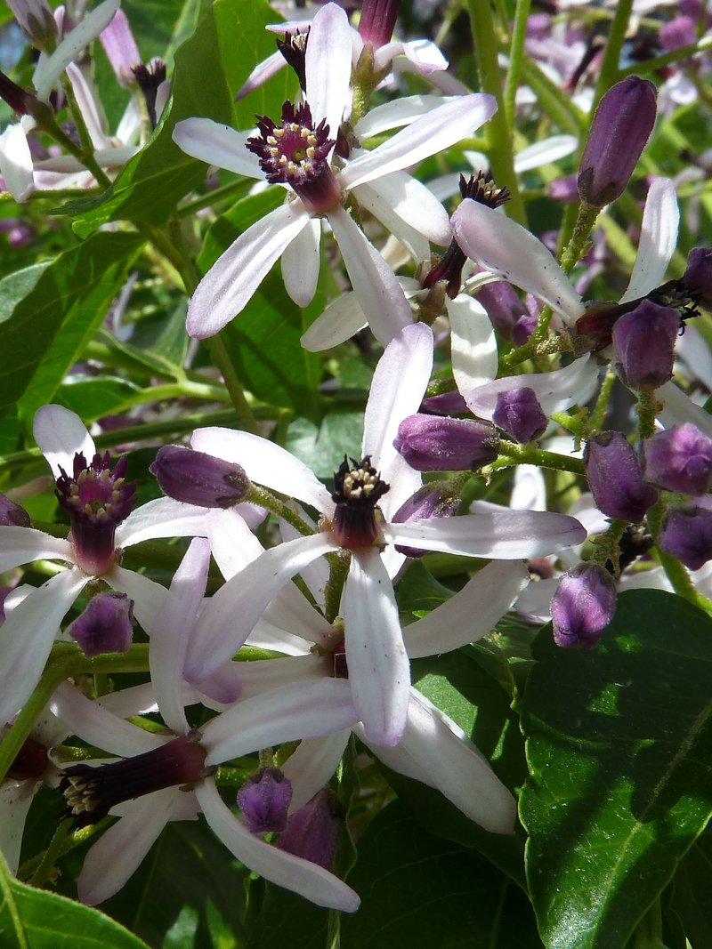Chinaberrytree photo 3