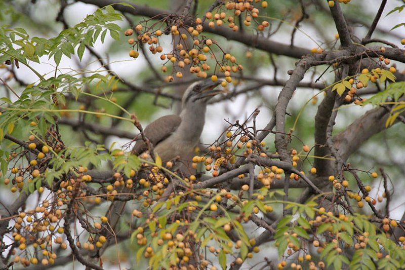 Chinaberrytree photo 5