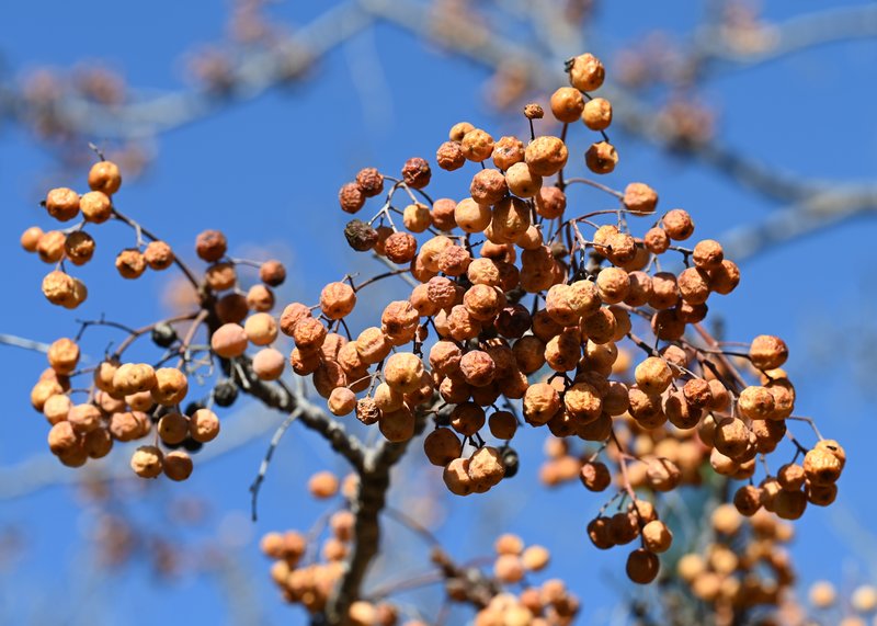 Chinaberrytree photo 7