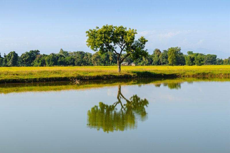 Chinaberrytree photo 8