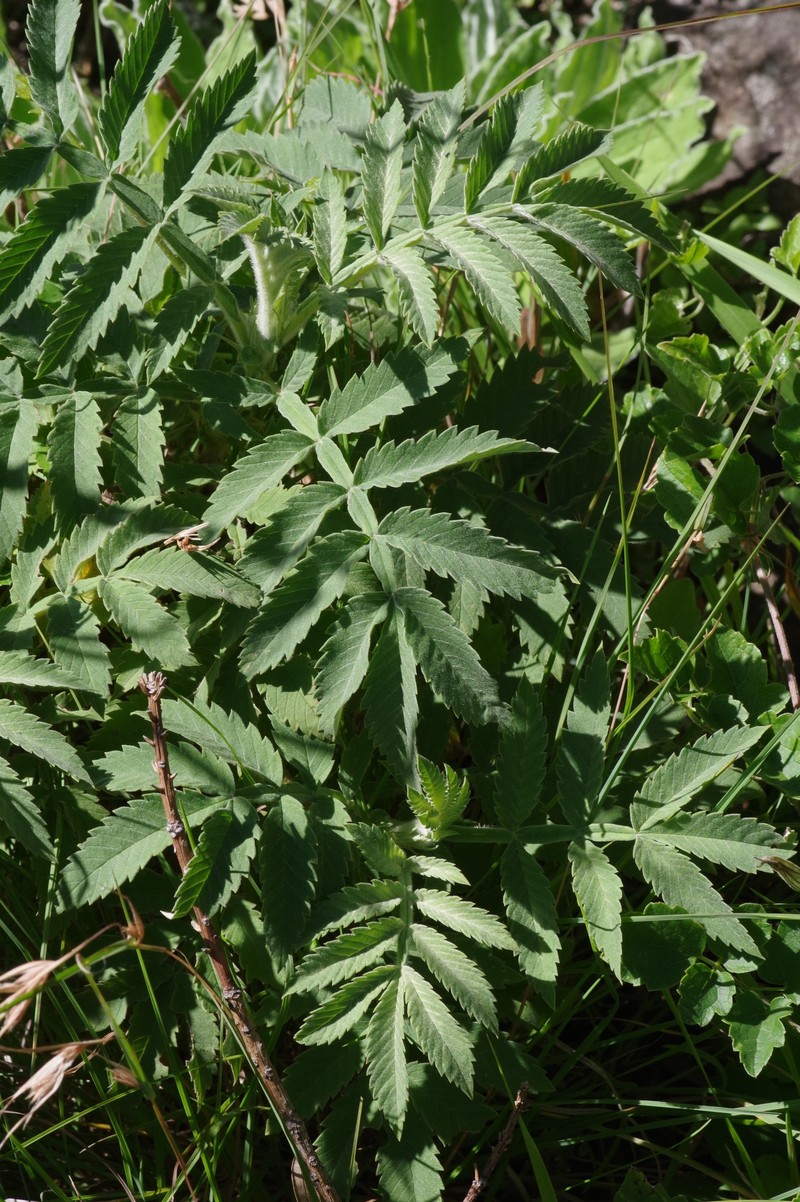 Melianthus dregeanus subsp. dregeanus