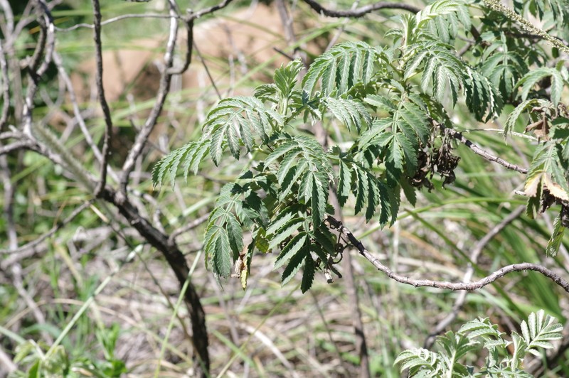 Melianthus dregeanus subsp. dregeanus photo 2
