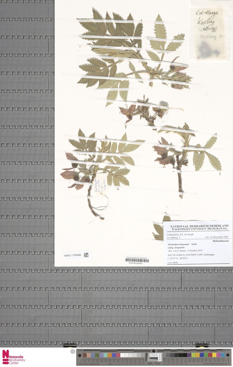 Melianthus dregeanus subsp. dregeanus photo 3