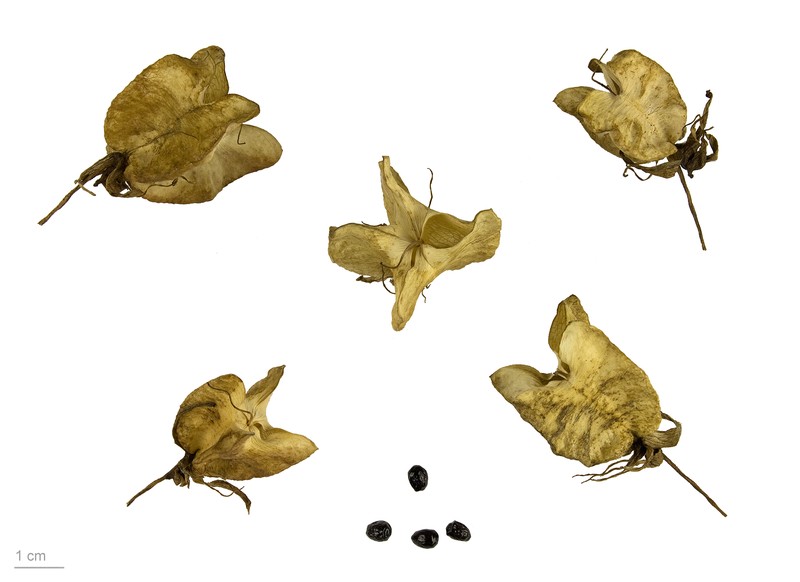 Honey-Flower photo 3
