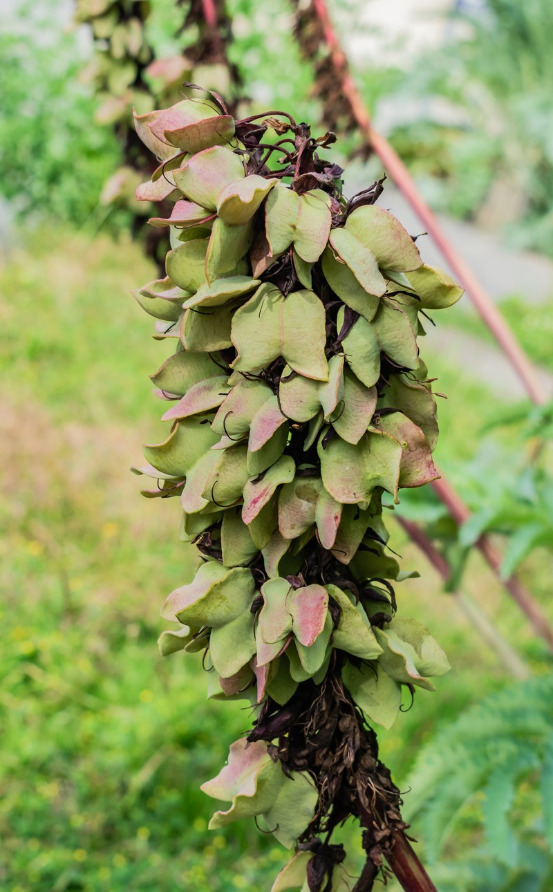 Honey-Flower photo 4