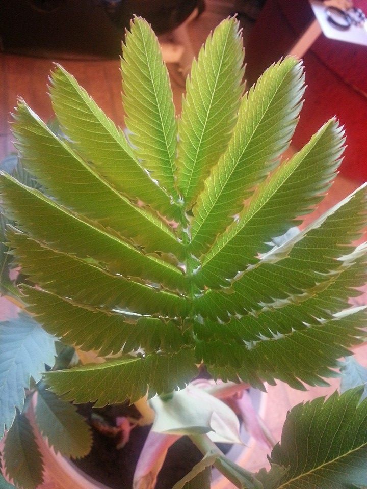 Honey-Flower photo 6