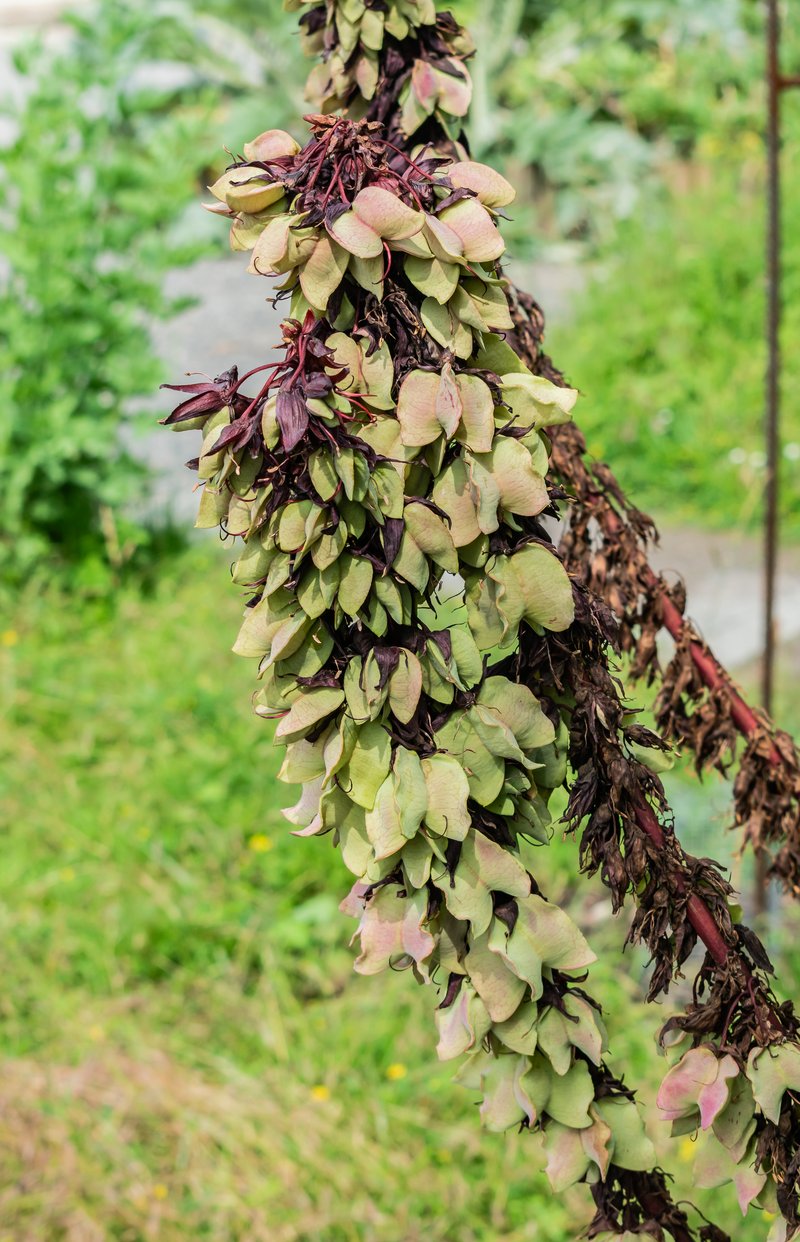 Honey-Flower photo 9