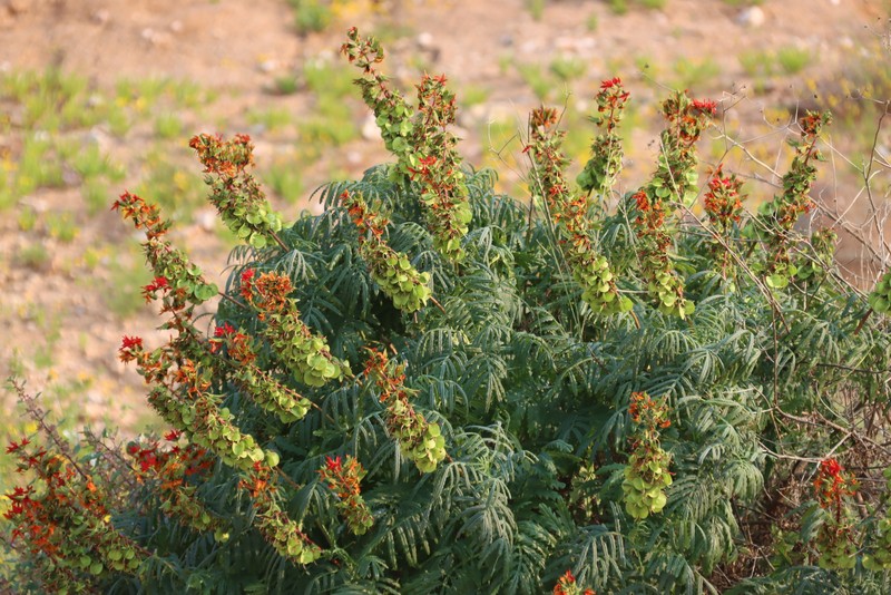 Melianthus pectinatus subsp. pectinatus