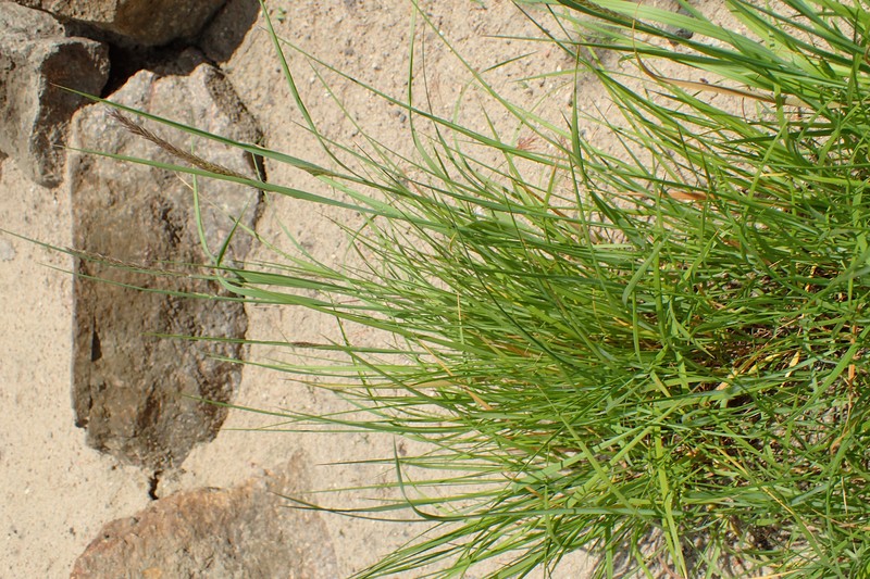 Siberian Melicgrass photo 4