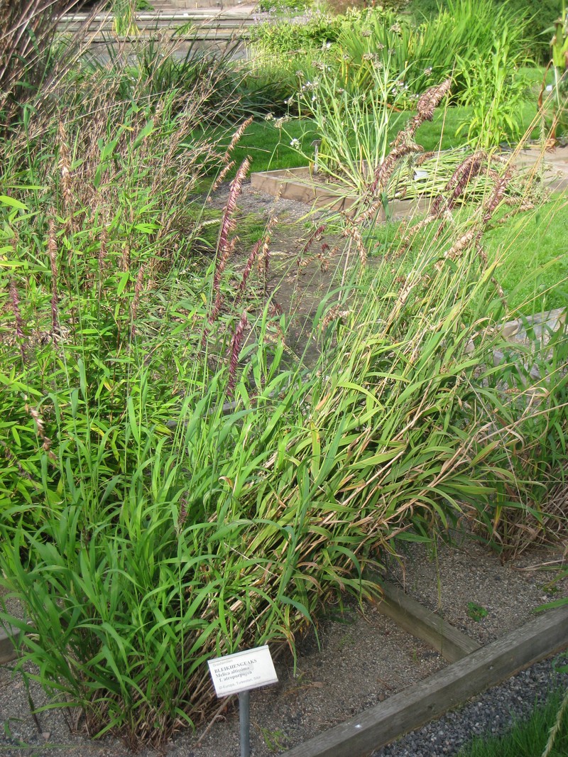 Siberian Melicgrass