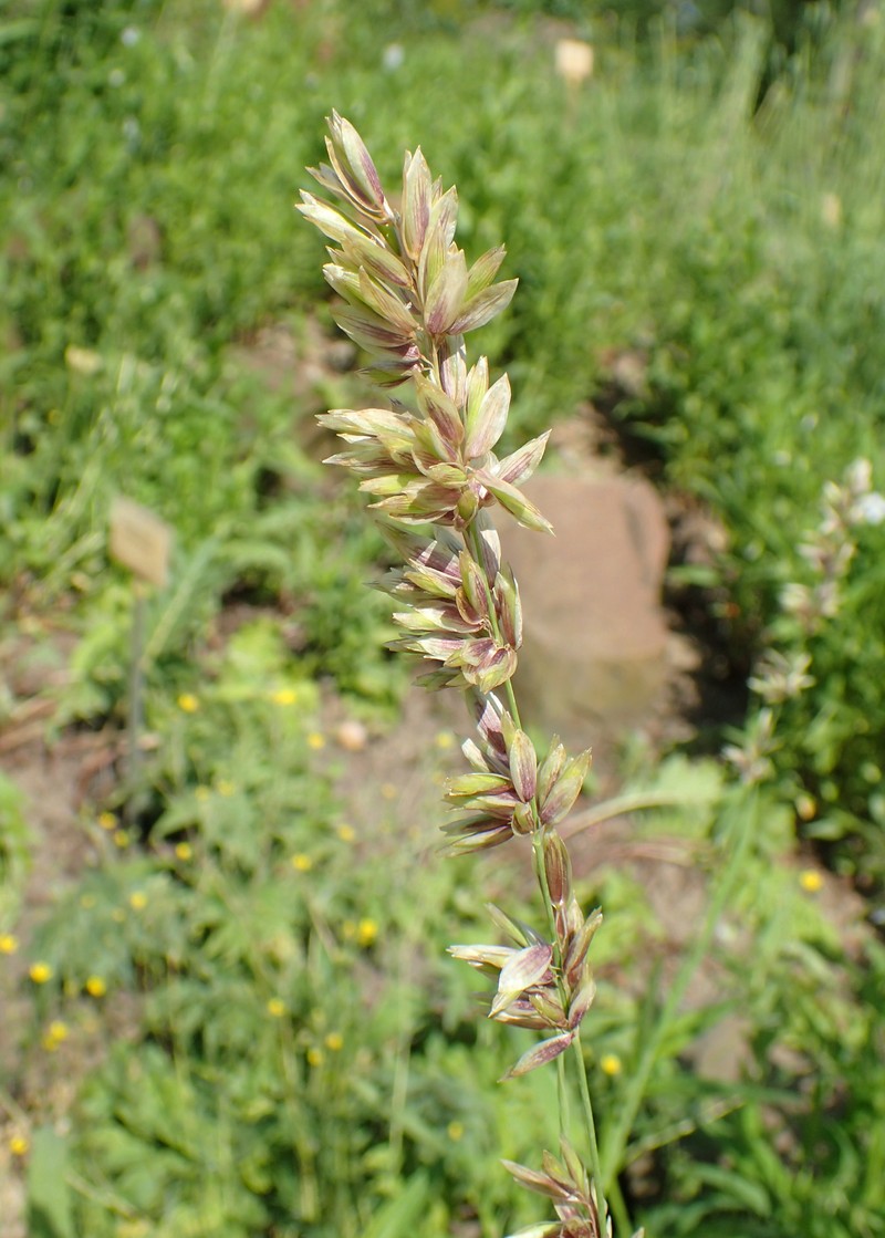 Siberian Melicgrass photo 2