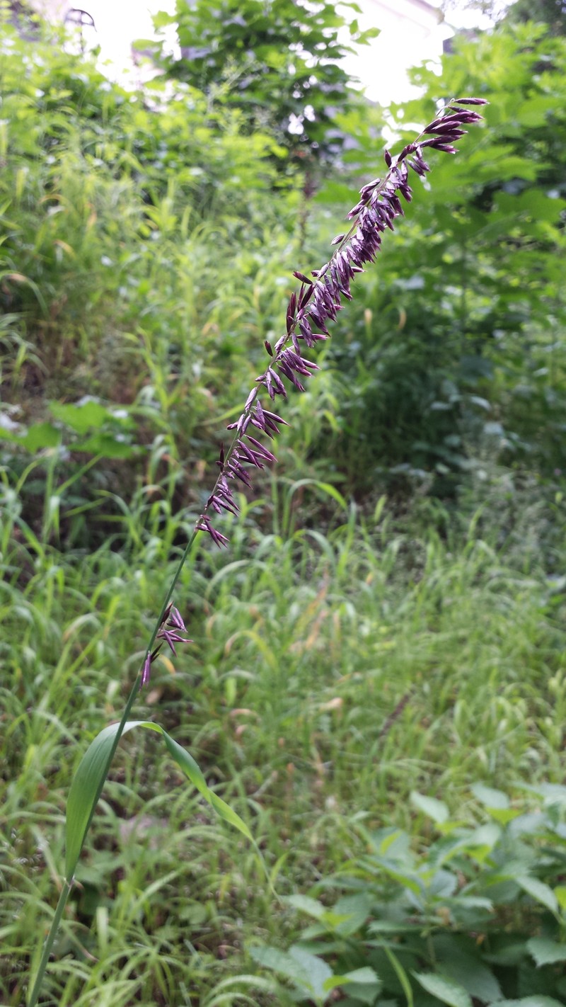 Siberian Melicgrass photo 3