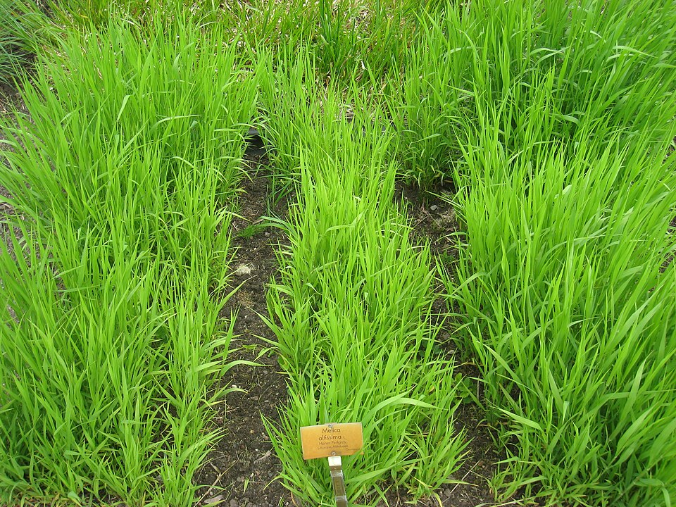 Siberian Melicgrass photo 5