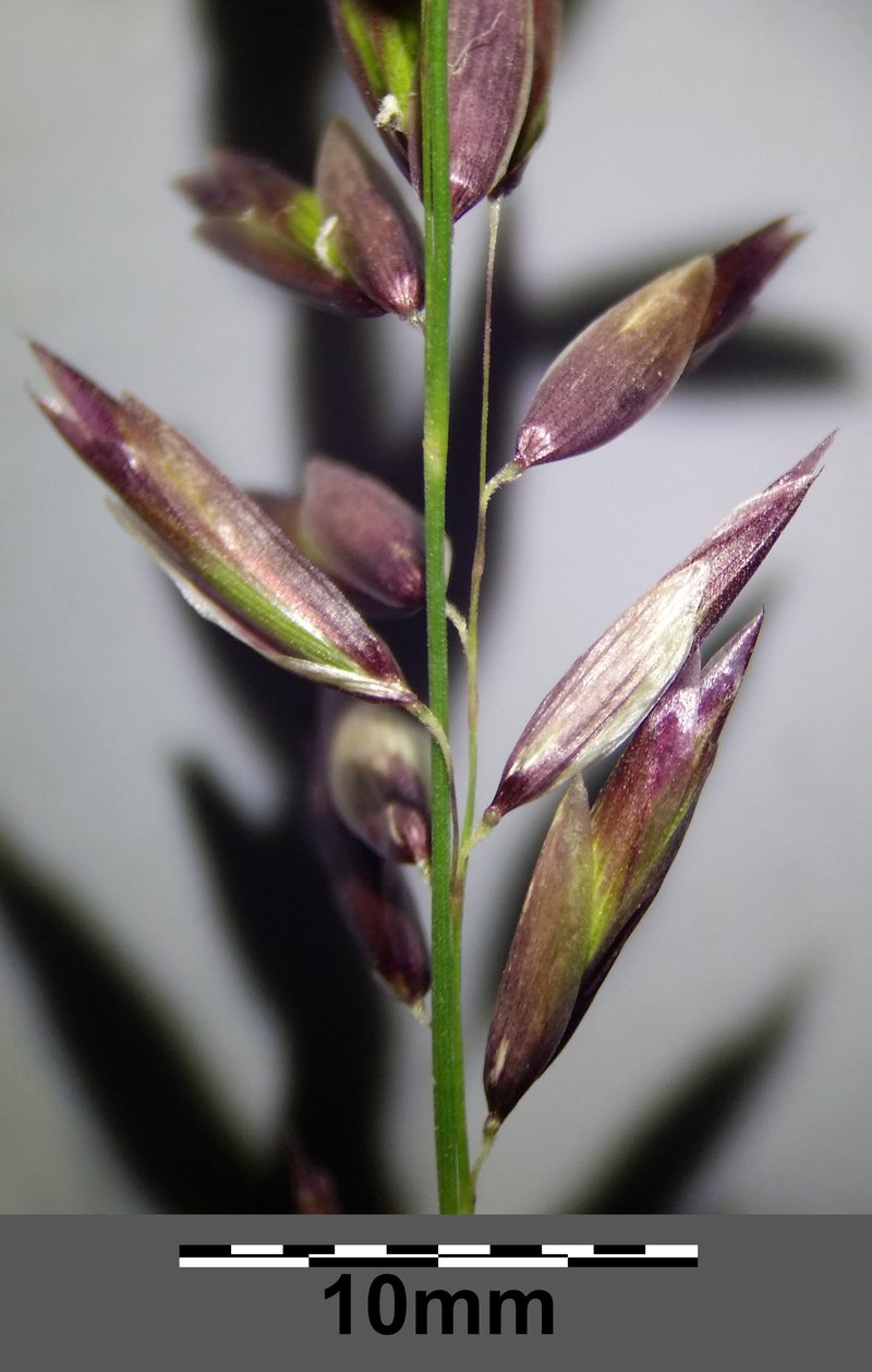 Siberian Melicgrass photo 6