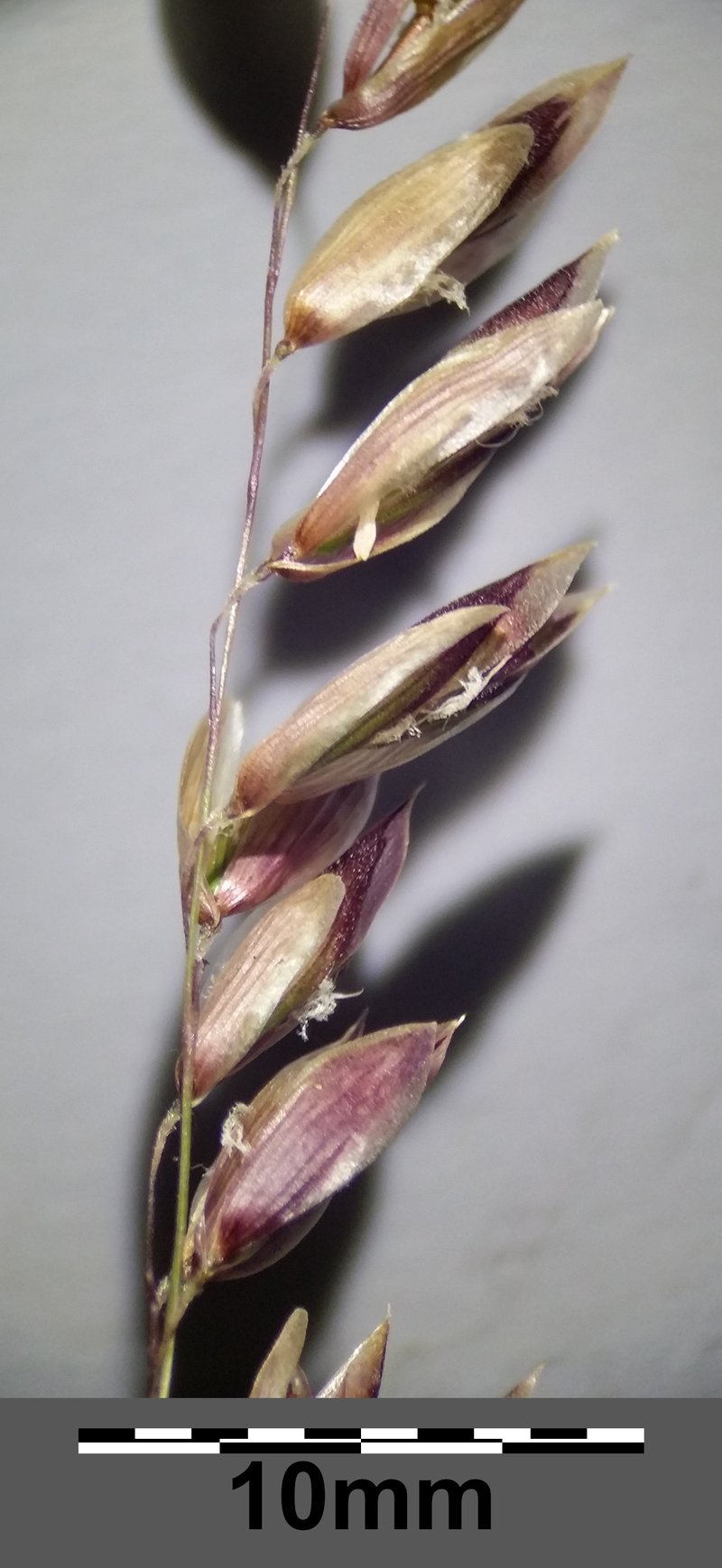Siberian Melicgrass photo 7