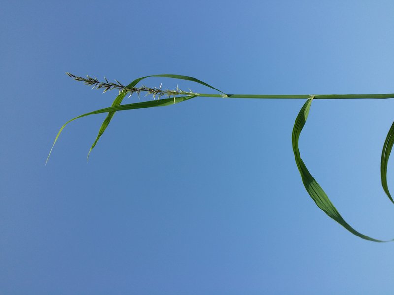 Siberian Melicgrass photo 8